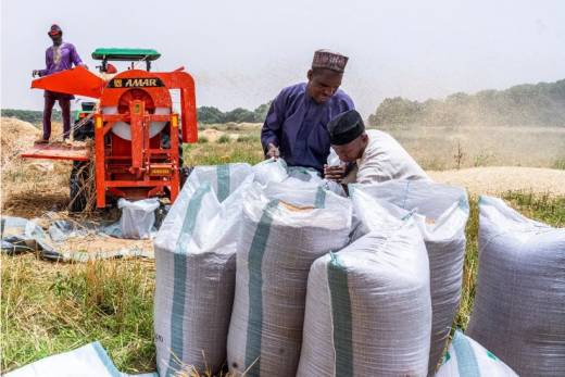 Sekibo Frowns at Nigeria’s High Wheat Import Bill