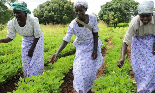 U.S. Unveils Biotech Training For Nigerian Scientists, Regulators