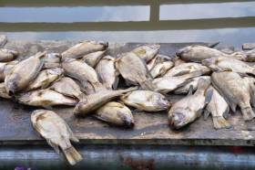 LASEPA Officials Investigate Sudden Tilapia Deaths at Epe Fish Processing Center